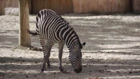 Zebra and Wildebeest - Amazing & Beautiful Interaction