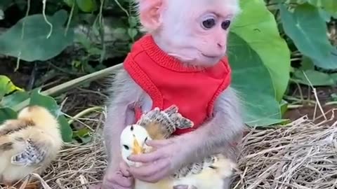 Viral Facts Video - Monkey Playing with Chicks