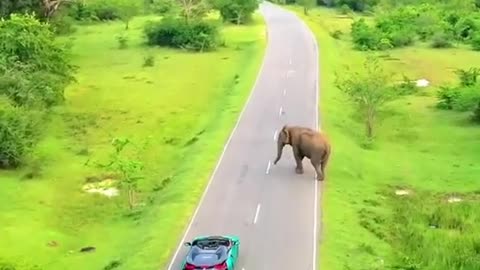 Beautiful wild Elephant crossing Road in Sri lanka