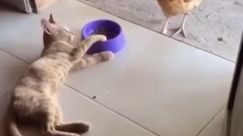 Cat fights of chicken for trying to eat cat food.