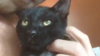 Three-legged rescue cat enjoying post-surgery snuggles