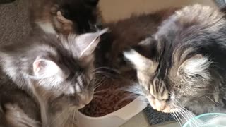 Mainecoon food