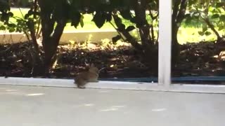 Baby Bunny Rescued From Empty Pool