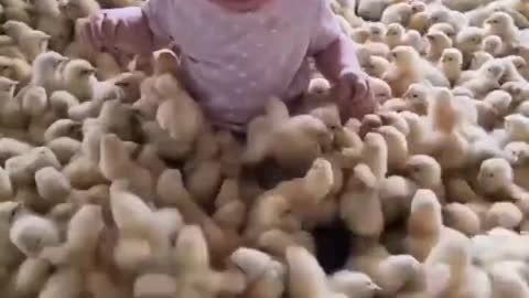Cute boy playing with small hens