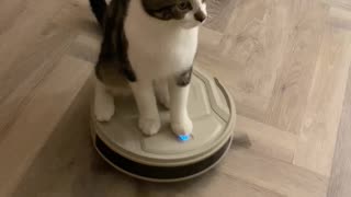 Cat Rolls In on a Robot Vacuum