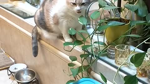 Cat Pretends to Chew on Plants