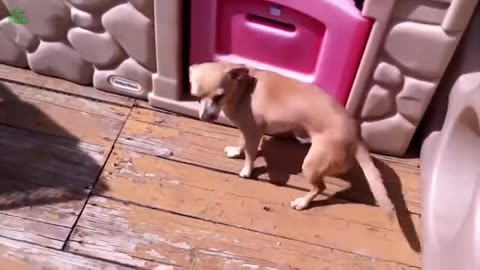 Funny, Cute and Guilty Dogs Videos 😢 Best Of The Best Guilty Compilation!