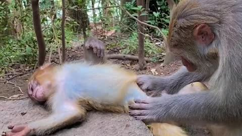 monkey hemp with baby