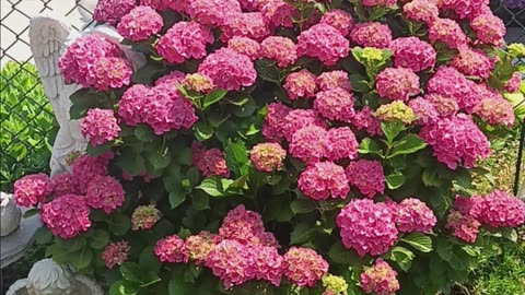 Hydrangea backyard