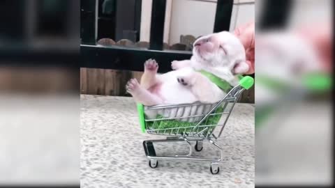 Fanny Baby Dogs, But this video did not find a title that suits him