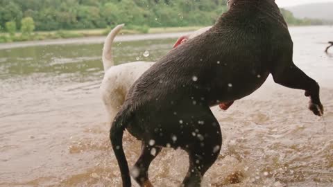 Two Dogs Playing In The River Water