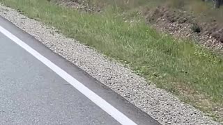 Mama Black Bear Escorts Cubs Across Road