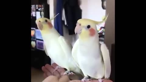 Parrots singing a beautiful song ( Must watch )
