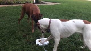 Boxers use teamwork to drink from water fountain toy