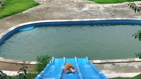 Funniest Dog playing in swimming pool.😂