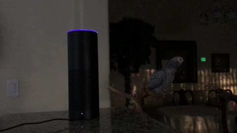 Parrot Tells Amazon Alexa "I Love You"