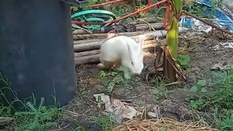 Cute Bunny Hopping Around The Yard