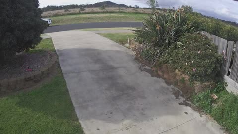 Australian council worker lures pet cat out of driveway before 'issuing roaming fine'