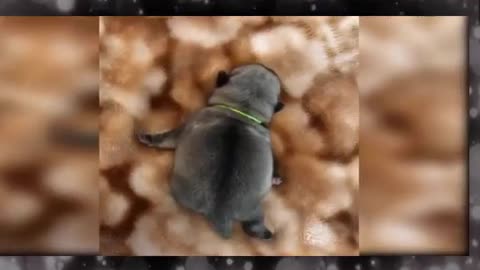 Baby Dogs Cute and Funny Dog Vid