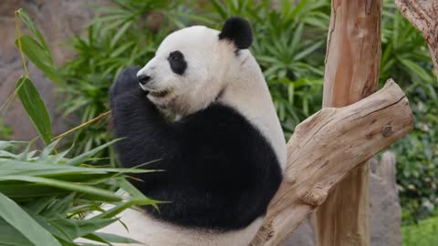 Cute Panda New Video