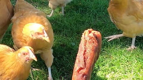 CHICKENS VS CORNDOG - A misshapen one that didn't turn out.