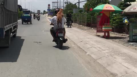 Doggy Piggyback Motorcycle Ride