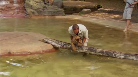 Tiger Cubs Swimming For The First Time | Tigers About The House | BBC Earth