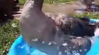 Ganso realiza un 'baile' en una piscina para niños