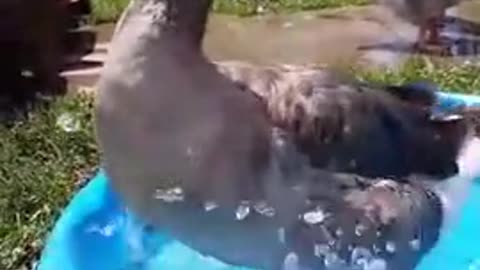 Ganso realiza un 'baile' en una piscina para niños