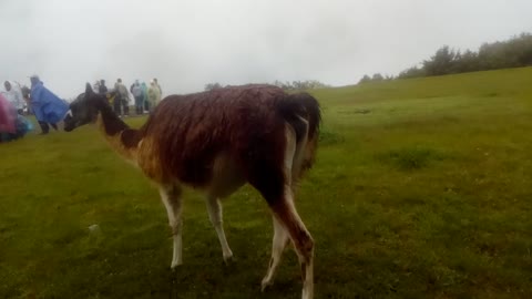 alpacas fashion en MACHUPICCHU CUSCO