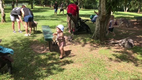 Baby Feeding Kangaroos