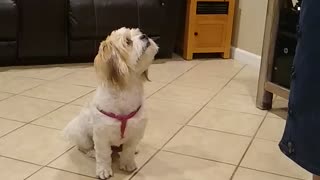 Our dog Lucy obeying commands
