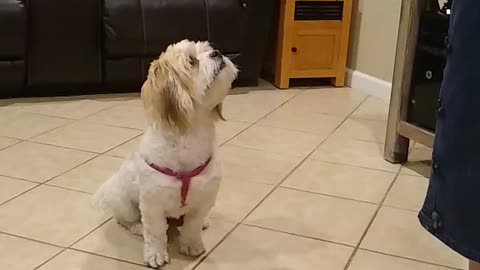 Our dog Lucy obeying commands