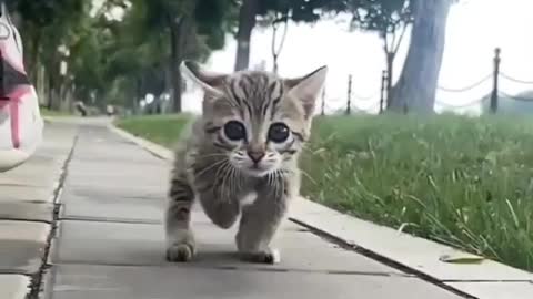 Baby cats running