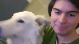 Big white dog turns quickly and hits guy in green shirt in face