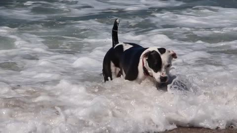 Trained dog swim and fetch ball in the sea water