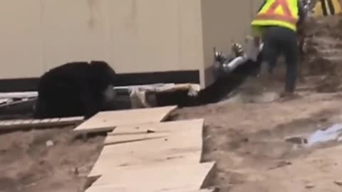 funny prank with a bear