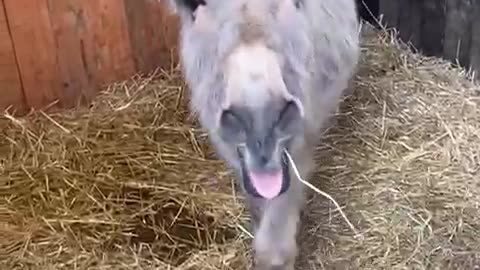 Rescued Donkey Loudly Proclaims Thanks