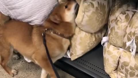 Shiba Inu thinks he's a professional pillow inspector