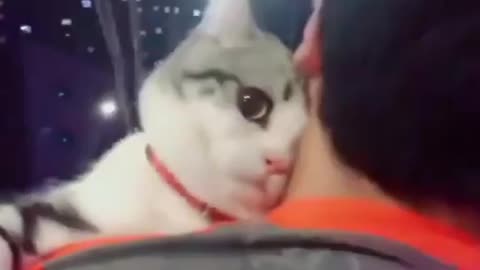 Cute cat who doesn't want to be away from his master