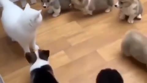 Dogs Are Teasing Cat