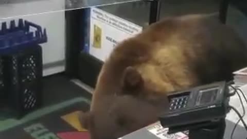 Little Bear went into the supermarket to look for food.