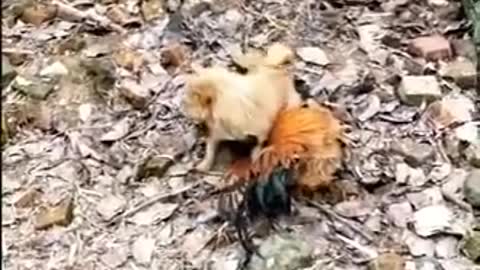 Chicken vs Dog fight 🤣
