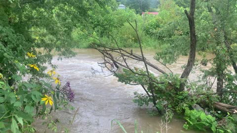 Elkhorn Creeks on the rise