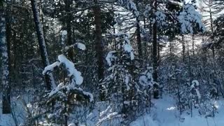 Beautiful forest in the winter.