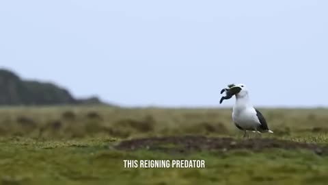 A Gull Bird Rips a Rabbit Apart | Battle For Food