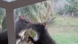 Squirrel Babies