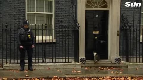 Larry the Downing Street cat’s best moments