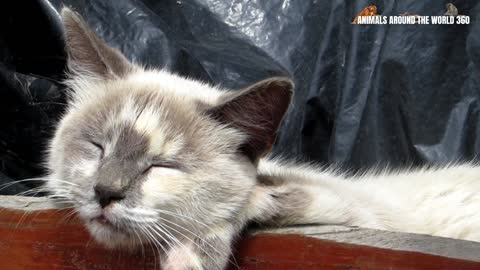 Cat Sleeping with the Sound of Nature