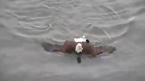 Bird Eagle swim in water